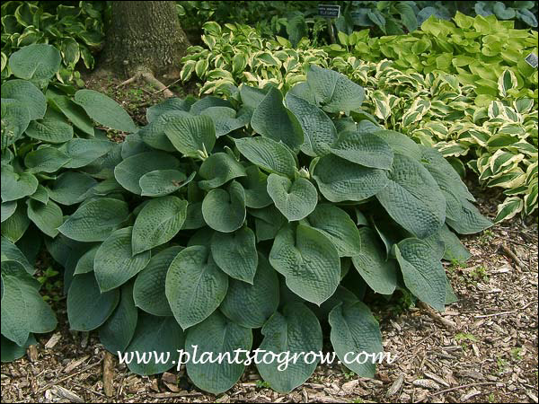 Hosta Big Momma
This plant is about 3/4's of its potential spread.  Nice leaf corrugation and cupping .